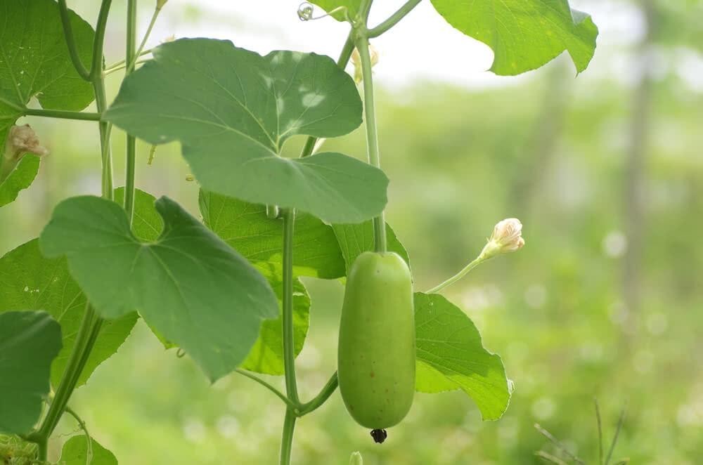 How To Start Bottle Gourd (Lauki) Cultivation In India