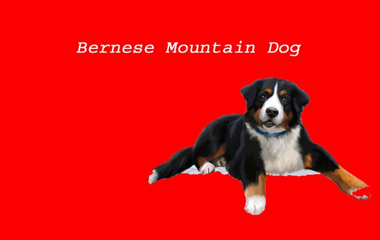 Bernese Mountain Dog Breed Information