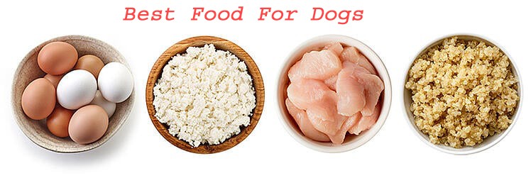 Best Food for Dogs to Gain Weight