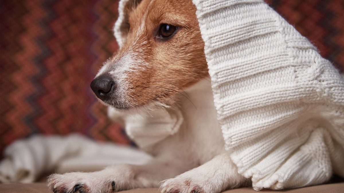 Keep your pets warm and active in extreme winter conditions
