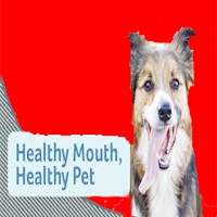 Healthy Mouth for Dogs - Thoughtful Blog